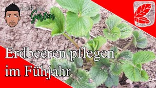 Erdbeeren pflegen im MärzApril [upl. by Sirroned]