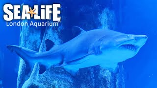 Sea Life London Aquarium Complete Walkthrough Tour Jan 2022 4K [upl. by Eniluqcaj]