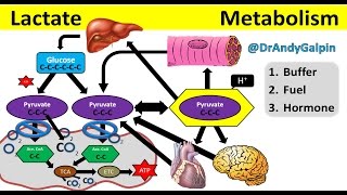 What Lactate is amp What it ACTUALLY does 5 Min Phys [upl. by Meensat395]