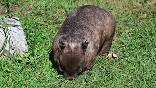 Discovering the World of Wombats Australias Remarkable Marsupials [upl. by Meldoh]