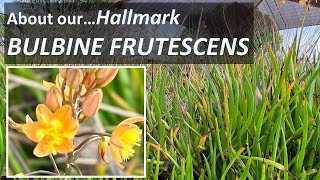 About BULBINE FRUTESCENS Hallmark or Tiny Tangerine Succulent identification care propagating [upl. by Donni]