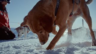 A Day in the Life of Schweitzers Avalanche Search and Rescue Dog Team [upl. by Raskin572]