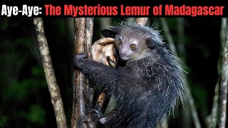 Aye Aye The Mysterious Lemur of Madagascar [upl. by Merell542]