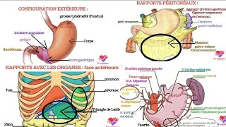 anatomie de lestomac morphologie rapports vascularisation innervation [upl. by Black]