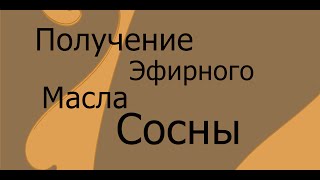 Получение эфирного масла сосны [upl. by Aicilana]