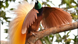 Greater BirdsofParadise last dances of the morning [upl. by Eniron]