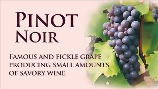 Pinot Noir Wine Dictionary wLettie Teague [upl. by Nanice]