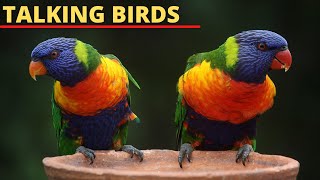 8 Best Talking Bird Species to Keep as Pets  Parrots [upl. by Nos]