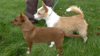 Dog Breed Video Portuguese Podengo [upl. by Ait]