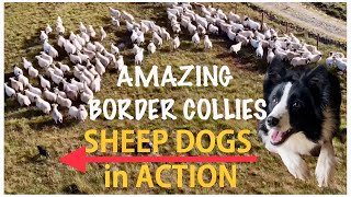 AMAZING BORDER COLLIES IN ACTION SHEEP DOGS HERDING SHEEP on mountain Scotland [upl. by Bowers]