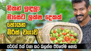 මාසෙට ලක්ෂ දෙකක් දෙන මිරිස් වගාව  Greenhouse and Satisfying Harvesting Process [upl. by Annad]