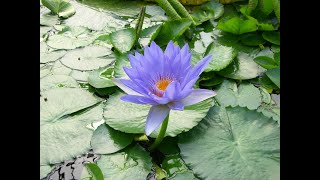 Lotus çiçeği saksıya dikimi ve bakımı  Planting and care of Lotus flower in pot [upl. by Dorina]