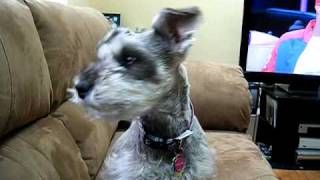 Izzy miniature schnauzer howling [upl. by Thilda]