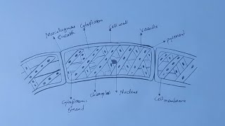 How To Draw Diagram of a Spirogyra [upl. by Octavus]