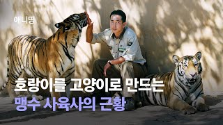 ENG SUB 호랑이를 고양이로 만들고 셀카도 찍는 맹수 사육사의 근황 [upl. by Jecho952]