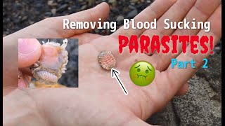 Removing BLOOD Sucking Parasites from Shrimp Compilation PART 2 Satisfying [upl. by Aibonez]