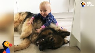 Big Dog Loves His Little Baby Girl  The Dodo [upl. by Ajile575]