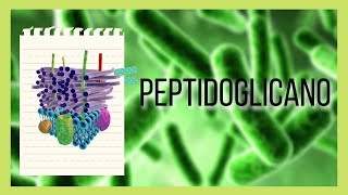 ¿QUÉ ES Y CUÁL ES LA FUNCION DEL PEPTIDOGLICANO [upl. by Etnohc]