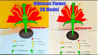 hibiscus flower parts 3d model making  science project  DIY  howtofunda [upl. by Bayly]