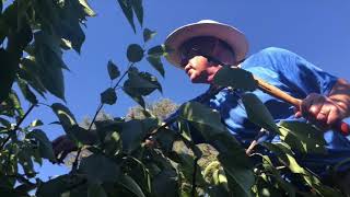 Cherry Tree Summer Pruning [upl. by Atsillac]