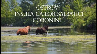 Insula cailor sălbaticiOstrov 🐎🦢🚤 Moldova Veche Coronini [upl. by Gnilrad]