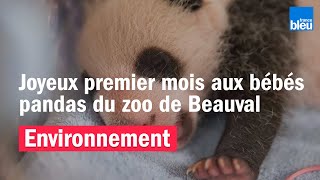 Joyeux premier mois aux bébés pandas du Zooparc de Beauval [upl. by Terence]