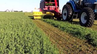 Harvesting Alfalfa for Nutritional Supplements Video [upl. by Erodasi497]