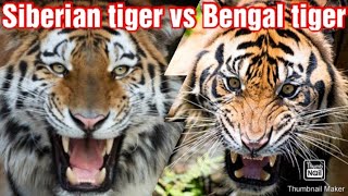 SIBERIAN TIGER VS BENGAL TIGER  WHO WOULD WIN [upl. by Enelyk596]