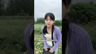 十亩地的豆子～摘不完根本摘不完我的乡村生活 [upl. by Egas450]