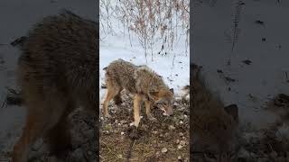 Coyote 1 [upl. by Micheil]