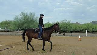 Ranch Trail WalkTrot Class  SSC Summer Series  July 2024 Horse Show [upl. by Devine]