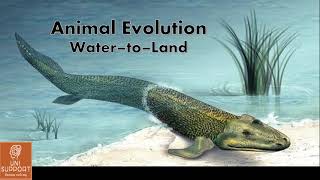 Origin of Amphibia  Evolution from Water to Land [upl. by Earazed640]