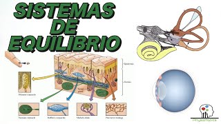 Sistemas de Equilibrio  Vestibular Visual y Propioceptivo [upl. by Arised]