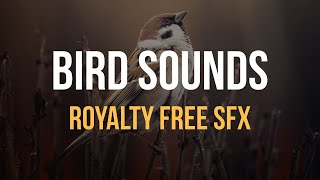 Bird Sounds 🐥 Royalty Free soundeffects For Videos And Commercial Use [upl. by Lisandra160]