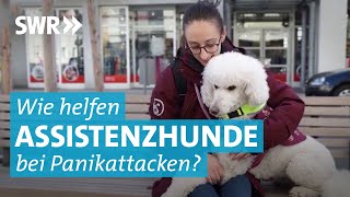 Angst im Alltag Assistenzhund Bailey hilft [upl. by Laverna]