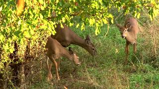 The Perfect Ladder Stand Setup For Deer [upl. by Idnem136]