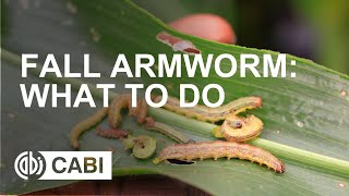 Fall Armyworm What to do [upl. by Persse352]