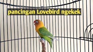 Pancingan Lovebird fighter full ngetik NGEKEK panjang jos [upl. by Einoj688]