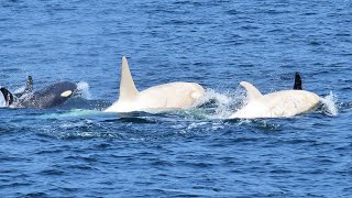 白いシャチ が２頭も 「海の王者」が戯れる 夏の知床 2021年7月 [upl. by Eidderf]