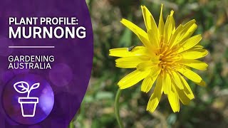 Plant profile Murnong Yam daisy  Gardening Australia [upl. by Adoh983]