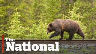 Grizzly bears threatened by trains in Banff [upl. by Drareg]