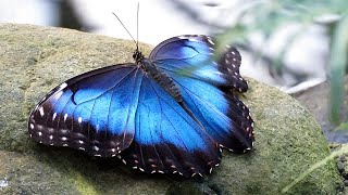 Blue Morpho Butterflies Morpho peleides [upl. by Ayikin517]