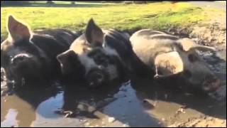 New Forest pigs in the mud [upl. by Fablan]