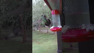 Hummingbird Sword Fight animal floridawildlife nature birdfeed wildflorida wildlife birdfood [upl. by Zetta898]