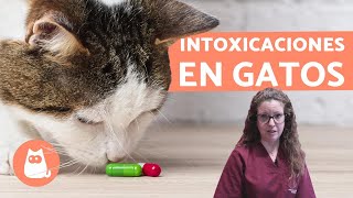 Guía Completa sobre Envenenamiento en Gatos  Síntomas y Qué hacer [upl. by Lane]