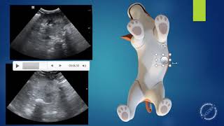 Ultrassonografia Veterinária  entenda a tela do ultrassom [upl. by Elise831]