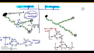 Alpha amylase and Beta amylase [upl. by Clementas]