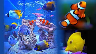 Marine Fish Aquarium in Mumbai 2021 Royal Marine Aquarium [upl. by Yuria]