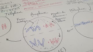 eSVT La mitose une division cellulaire conforme [upl. by Fasa]