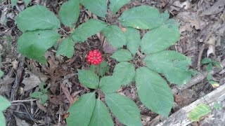 Identifying Wild Ginseng Harvesting and Drying [upl. by Dinesh]